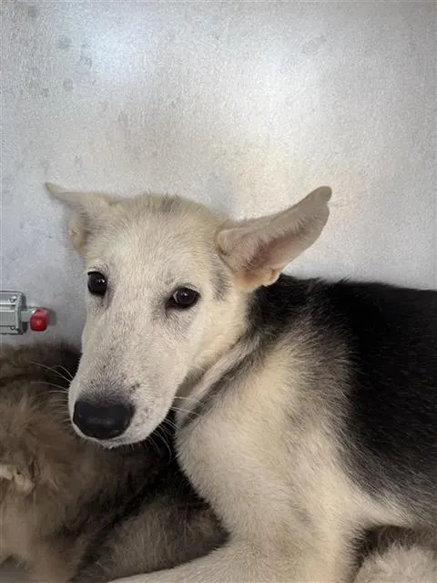Adoptable Dog
