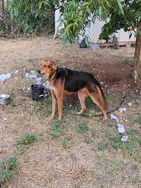 Dexter