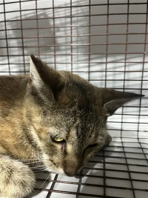 Adoptable Cat