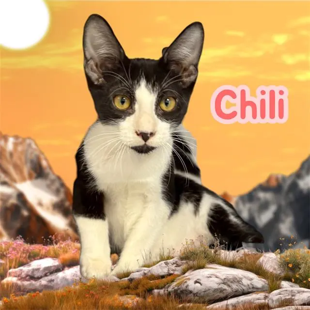 *Chili