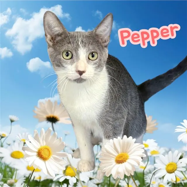 *Pepper