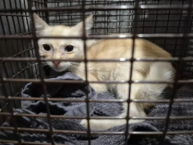Adoptable Cat