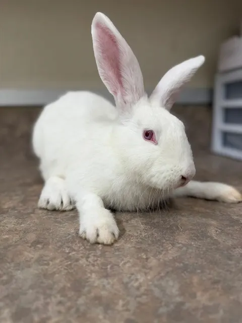 Roo