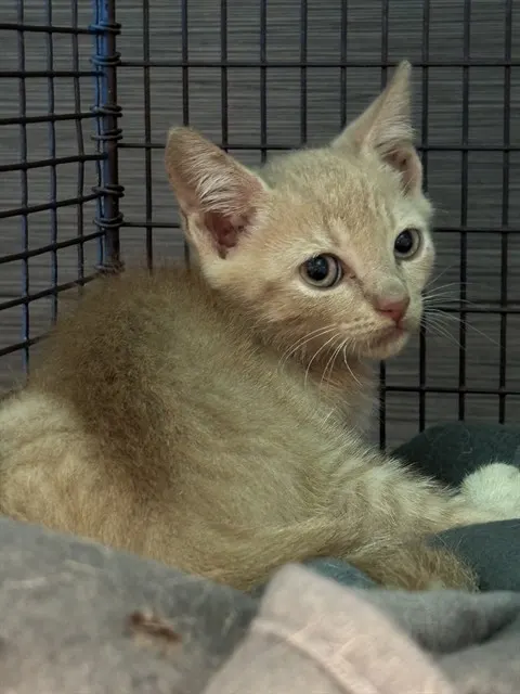 Adoptable Cat