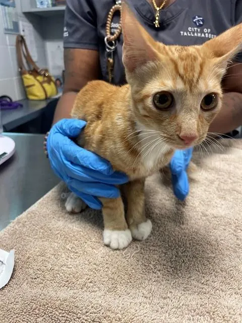 Biscuit