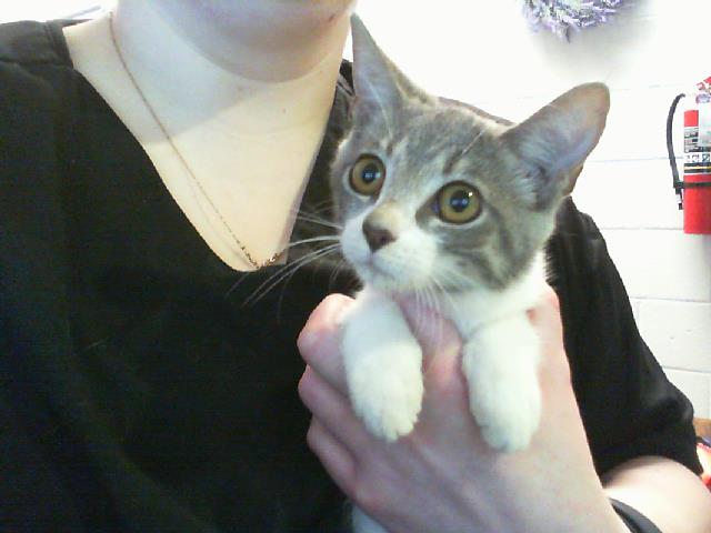 Adoptable Cat