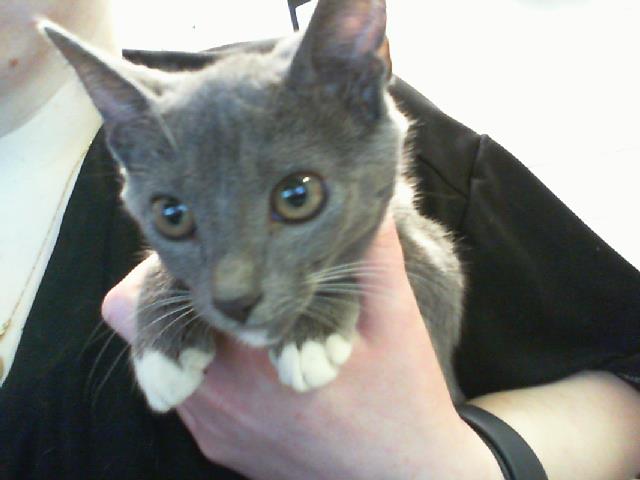 Adoptable Cat