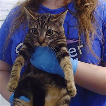 Adoptable Cat