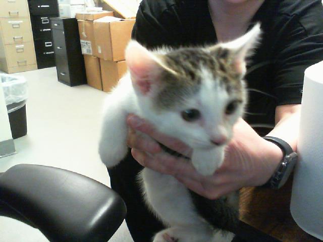 Adoptable Cat