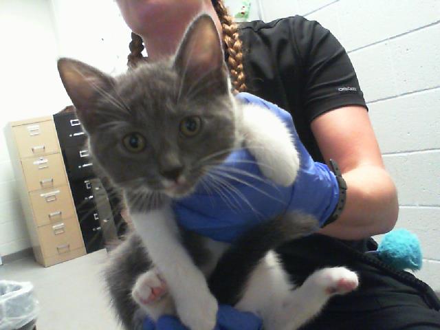 Adoptable Cat
