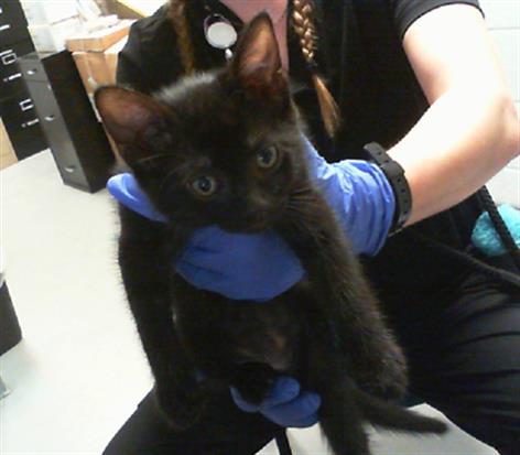 Adoptable Cat