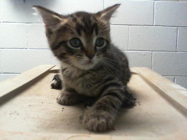 Adoptable Cat