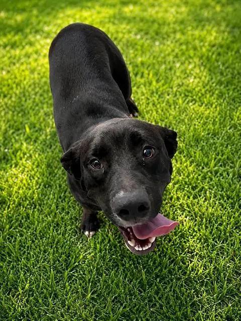 Nova