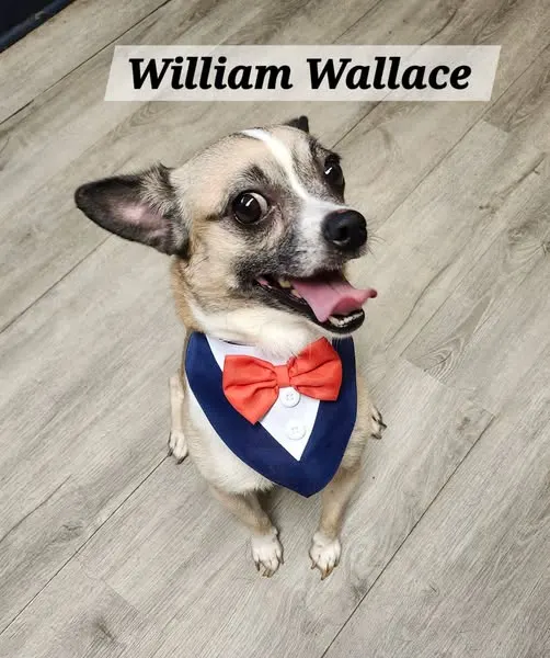 William Wallace