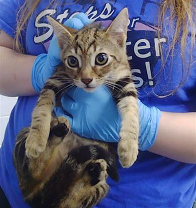 Adoptable Cat