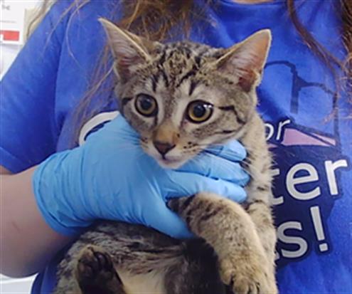 Adoptable Cat