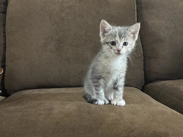 Josephine