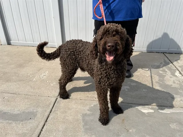 Doodle Bug