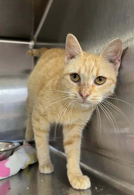 Marmalade