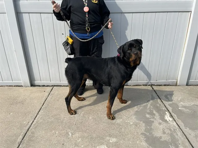 Russ