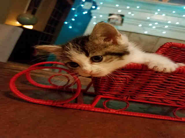 Adoptable Cat