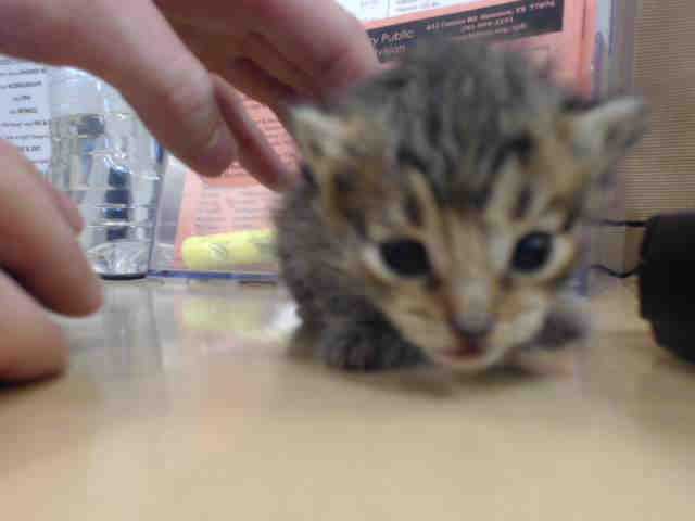 Adoptable Cat