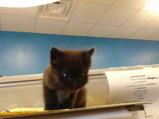 Adoptable Cat