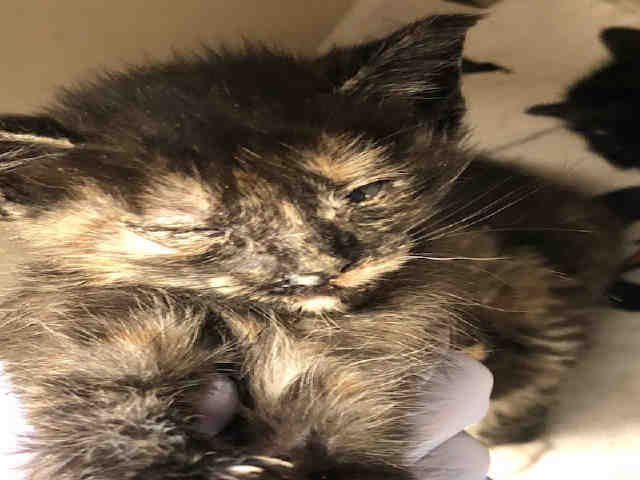 Adoptable Cat
