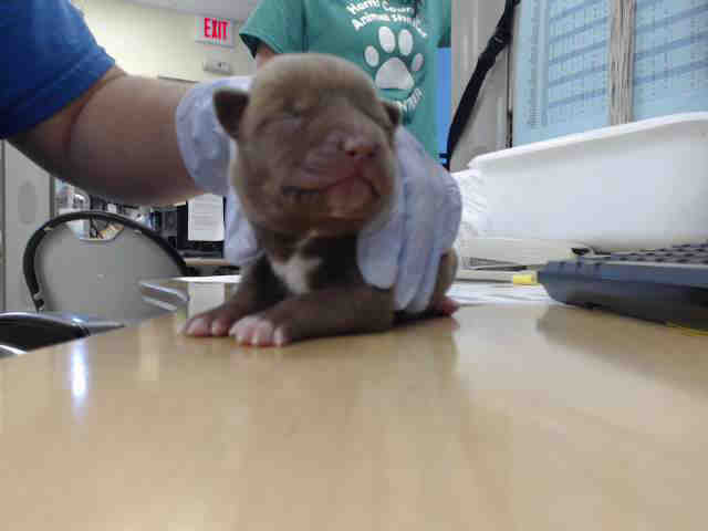 Adoptable Dog