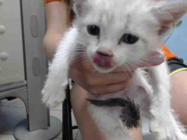 Scout