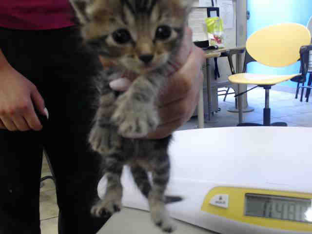 Adoptable Cat