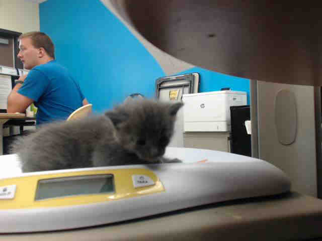 Adoptable Cat