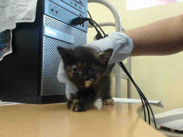 Adoptable Cat