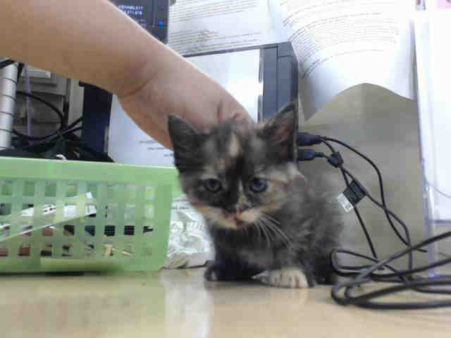 Adoptable Cat