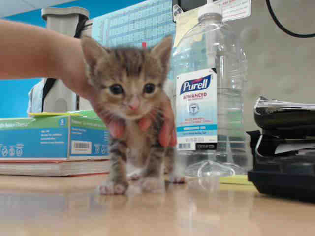 Adoptable Cat