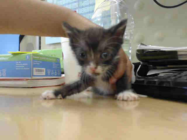 Adoptable Cat