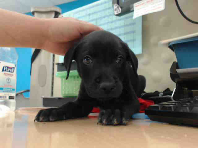 Adoptable Dog