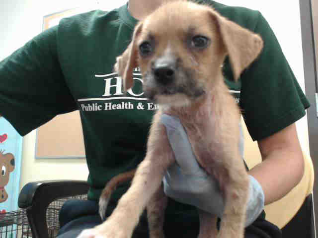 Adoptable Dog