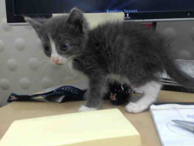 Adoptable Cat