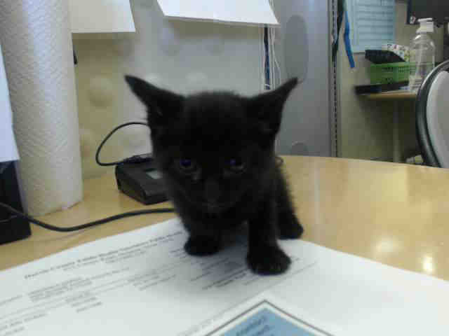 Adoptable Cat