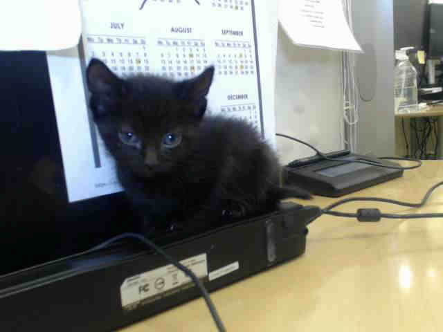 Adoptable Cat