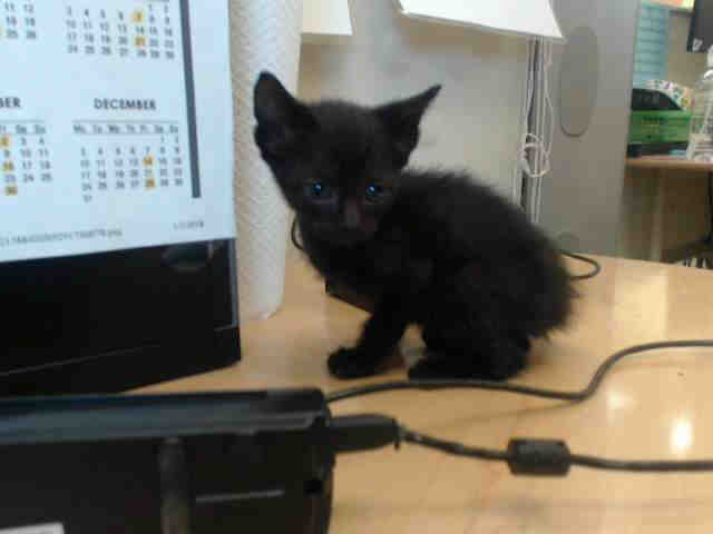 Adoptable Cat