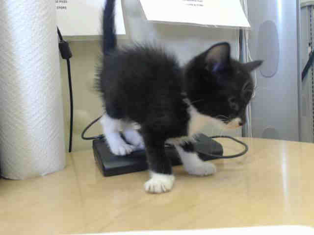 Adoptable Cat