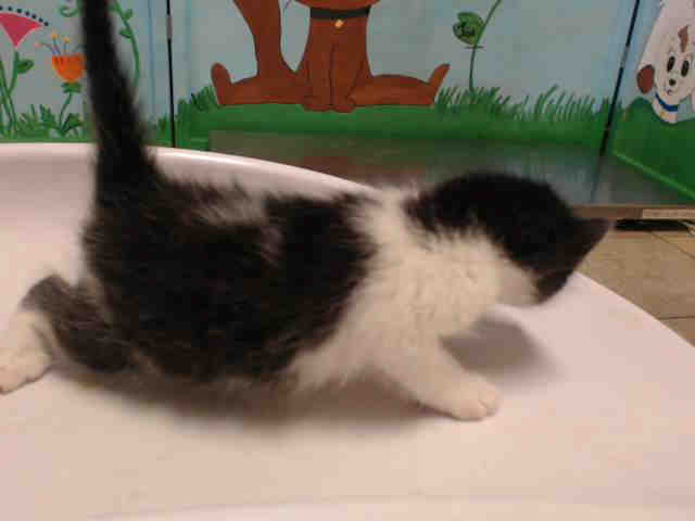 Adoptable Cat