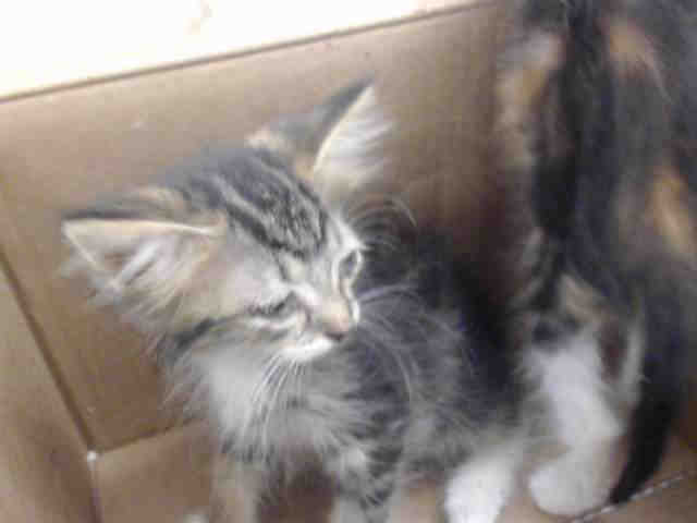 Adoptable Cat