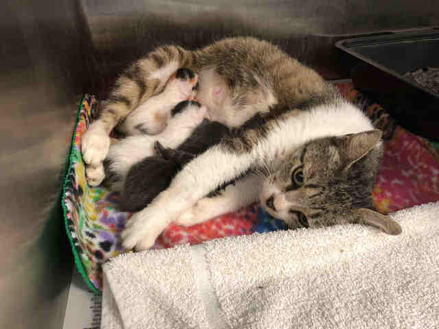 Adoptable Cat