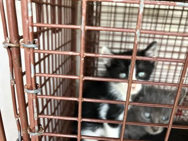 Adoptable Cat