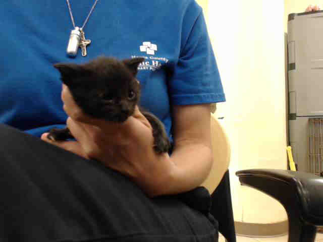 Adoptable Cat