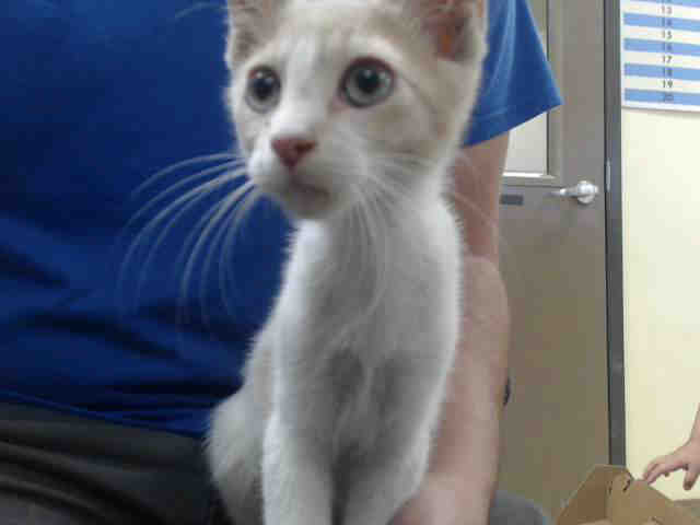 Adoptable Cat