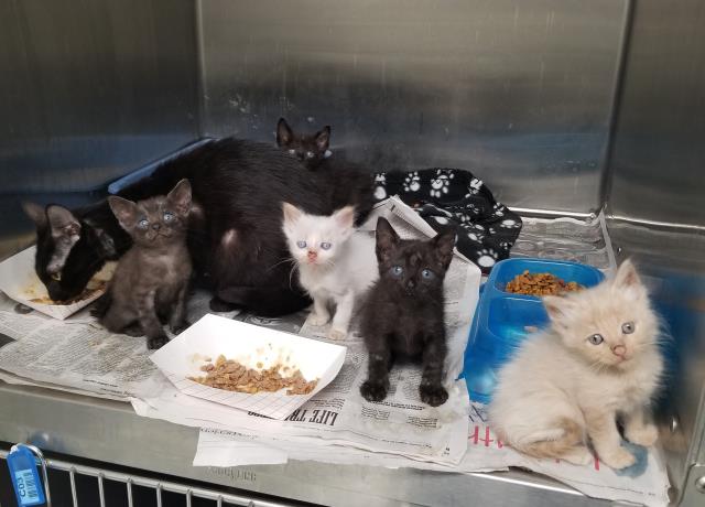 Adoptable Cat